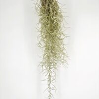 Spanish Moss Air Plant Tillandsia Usneoides