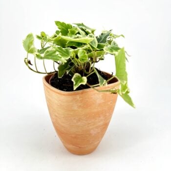 Square Rustic Terracotta Planter 9cm
