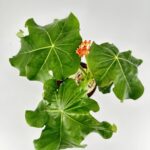 Jatropha Podagrica Orange - Buddha Belly Plant 13cm pot
