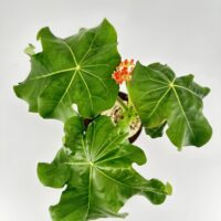 Jatropha Podagrica Orange - Buddha Belly Plant