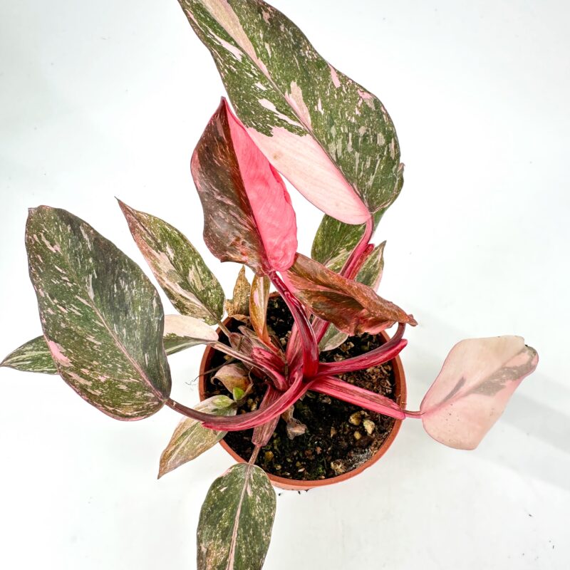 Philodendron Pink Princess Philodendron Pink Princess