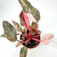 Philodendron Pink Princess