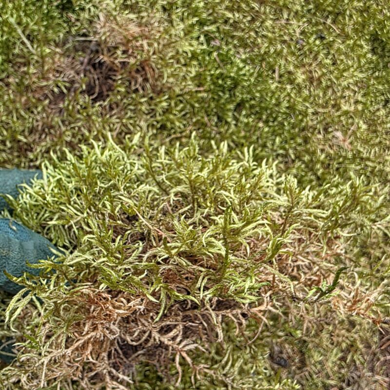 what-is-the-current-file-extension-eg what-is-the-current-file-extension-eg