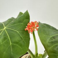 Jatropha Podagrica Orange - Buddha Belly Plant