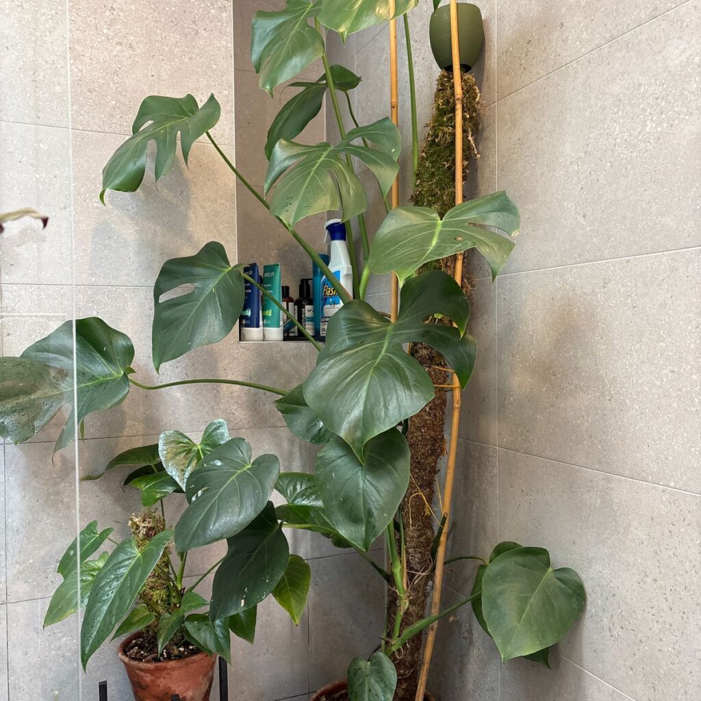 Image #1 from Anonymous