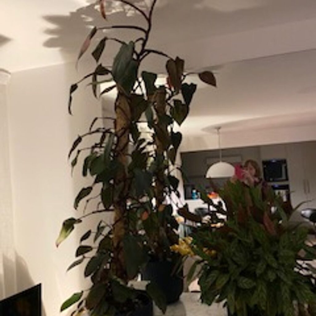 Image #1 from Cherry