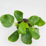 Pilea Peperomoides Chinese Lucky Money Plant