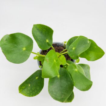 Top view of Pilea peperomioides Chinese Money Plant showing round pancake-shaped green leaves
