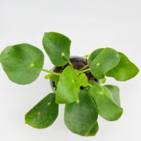 Top view of Pilea peperomioides Chinese Money Plant showing round pancake-shaped green leaves