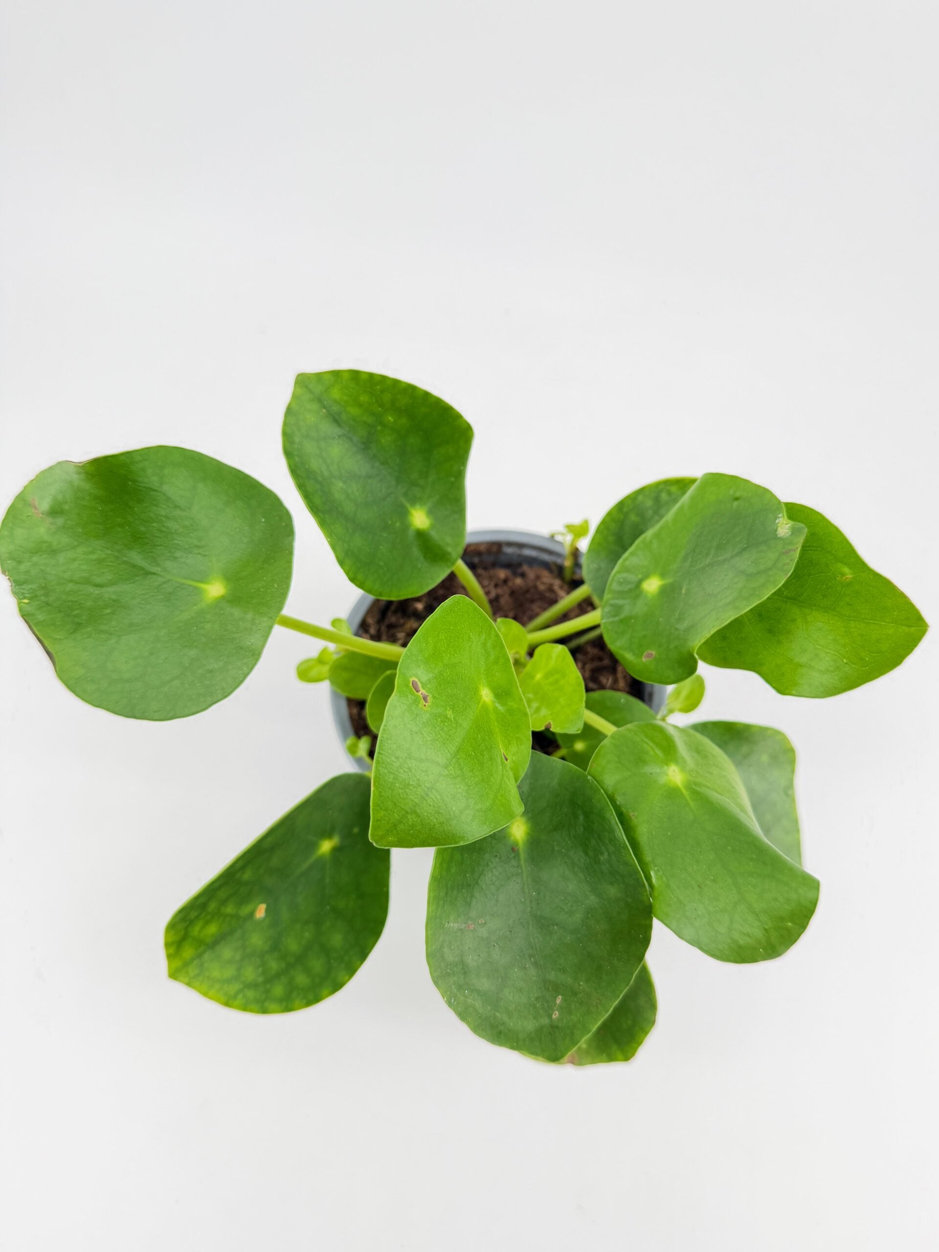 Pilea Peperomoides Chinese Lucky Money Plant
