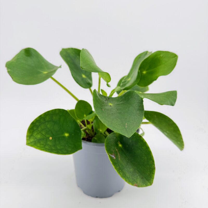 Pilea Peperomoides Chinese Lucky Money Plant Chinese Money Plant Pilea peperomioides in grey nursery pot with round leaves and natural leaf markings