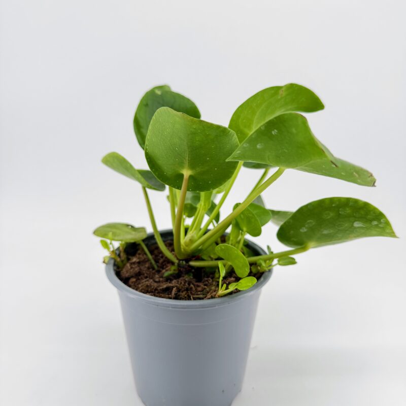 Pilea Peperomoides Chinese Lucky Money Plant Side view of Pilea peperomioides Chinese Money Plant showing round green leaves in nursery pot