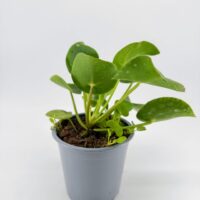 Side view of Pilea peperomioides Chinese Money Plant showing round green leaves in nursery pot