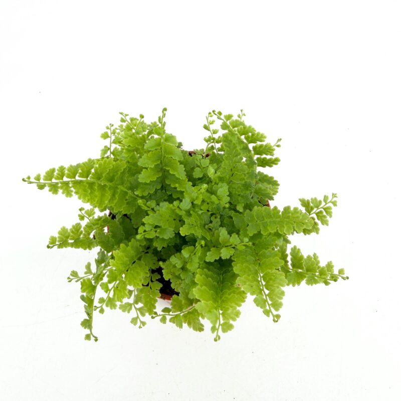 Boston Fern Nephrolepis Exaltata Green Fantasy Top view of Boston fern Nephrolepis exaltata ‘Green Fantasy’ showing dense bright green fronds on a white background