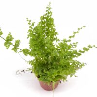 Boston fern ‘Green Fantasy’ houseplant in a brown nursery pot with arching green fronds on a white background