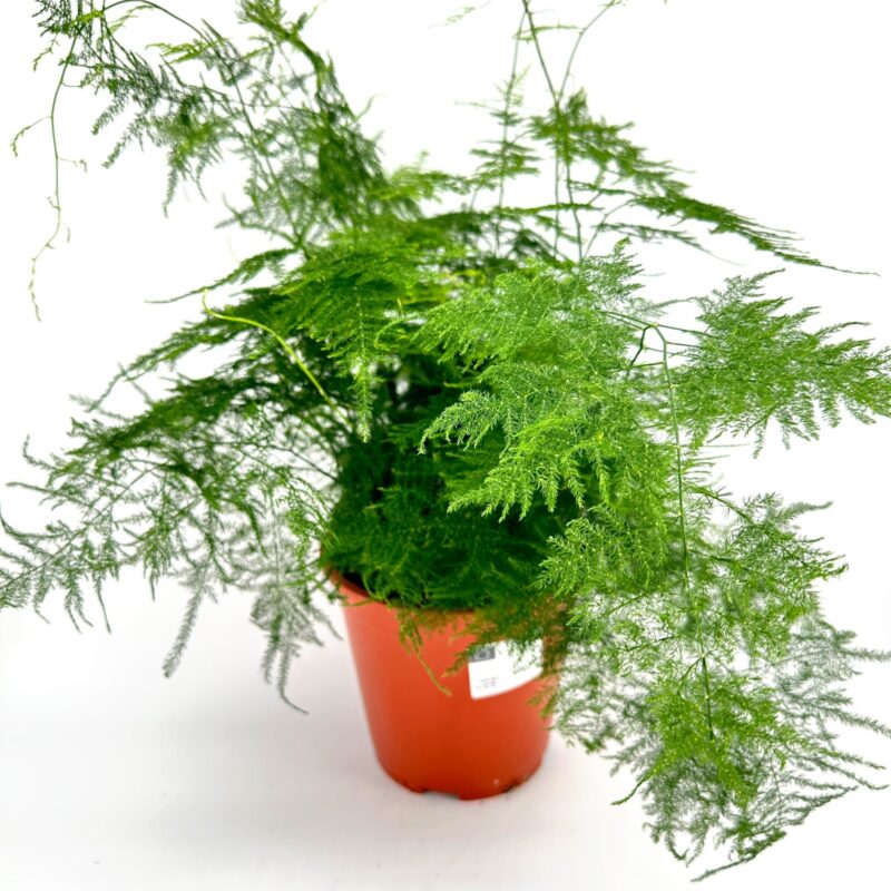 Asparagus Setaceus Plumosus Fern Asparagus Setaceus Plumosus Fern