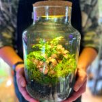 Classic Fern and Fittonia Terrarium - Bioactive and Fully Assembled
