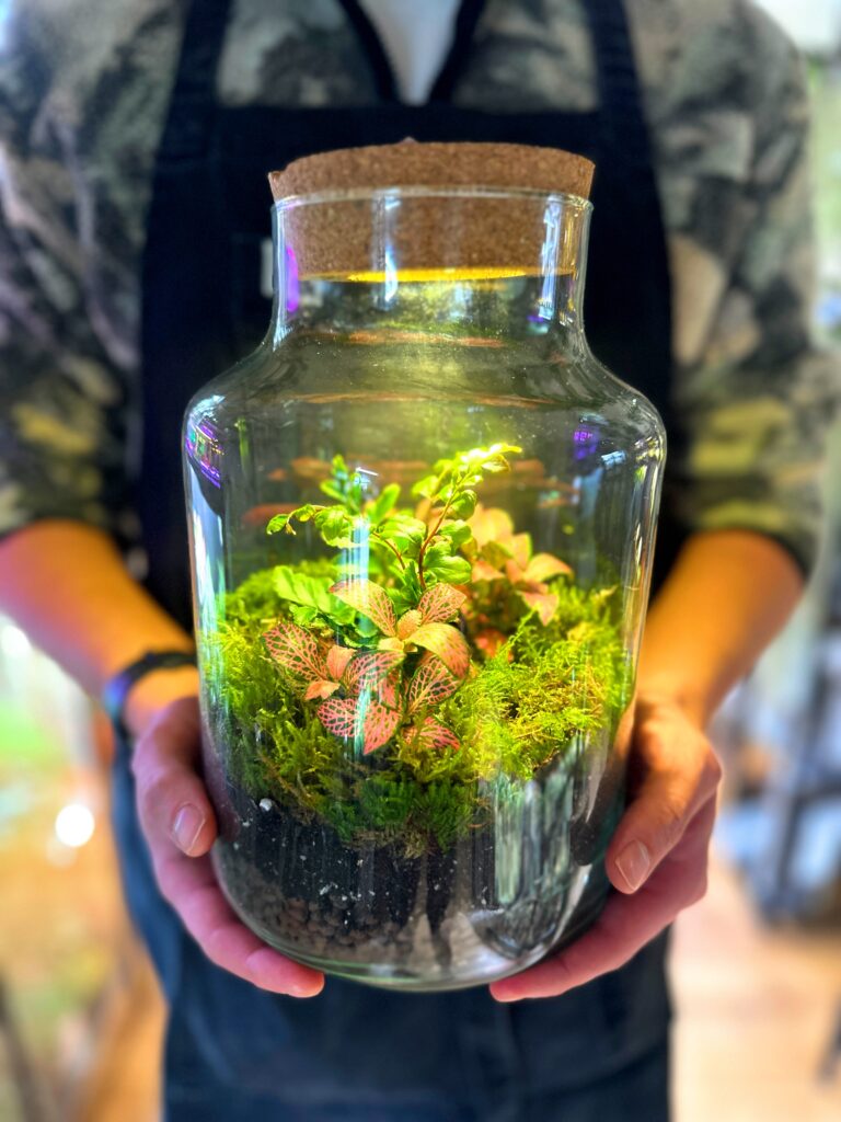 Classic Fern and Fittonia Terrarium - Bioactive and Fully Assembled