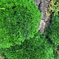 Close up of vibrant preserved moss cushions and textured bark from the Highland Forest Circle Moss Art handmade in Aberdeen Scotland.