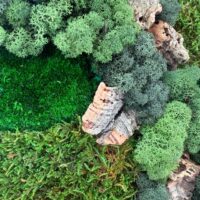 Close up of vibrant green preserved moss, reindeer moss and textured bark from the Highland Forest Square Moss Art handmade in Aberdeen Scotland.