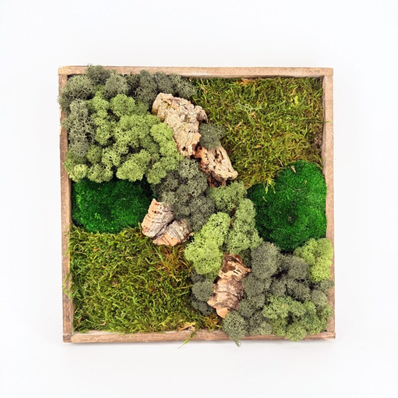 Square preserved moss artwork featuring layered green moss, reindeer moss and natural bark arranged inside a reclaimed wood frame, part of the Highland Forest Square Moss Art handmade in Aberdeen.