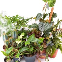 Imperfect and Rescue Plant Surprise Bags - Great Value