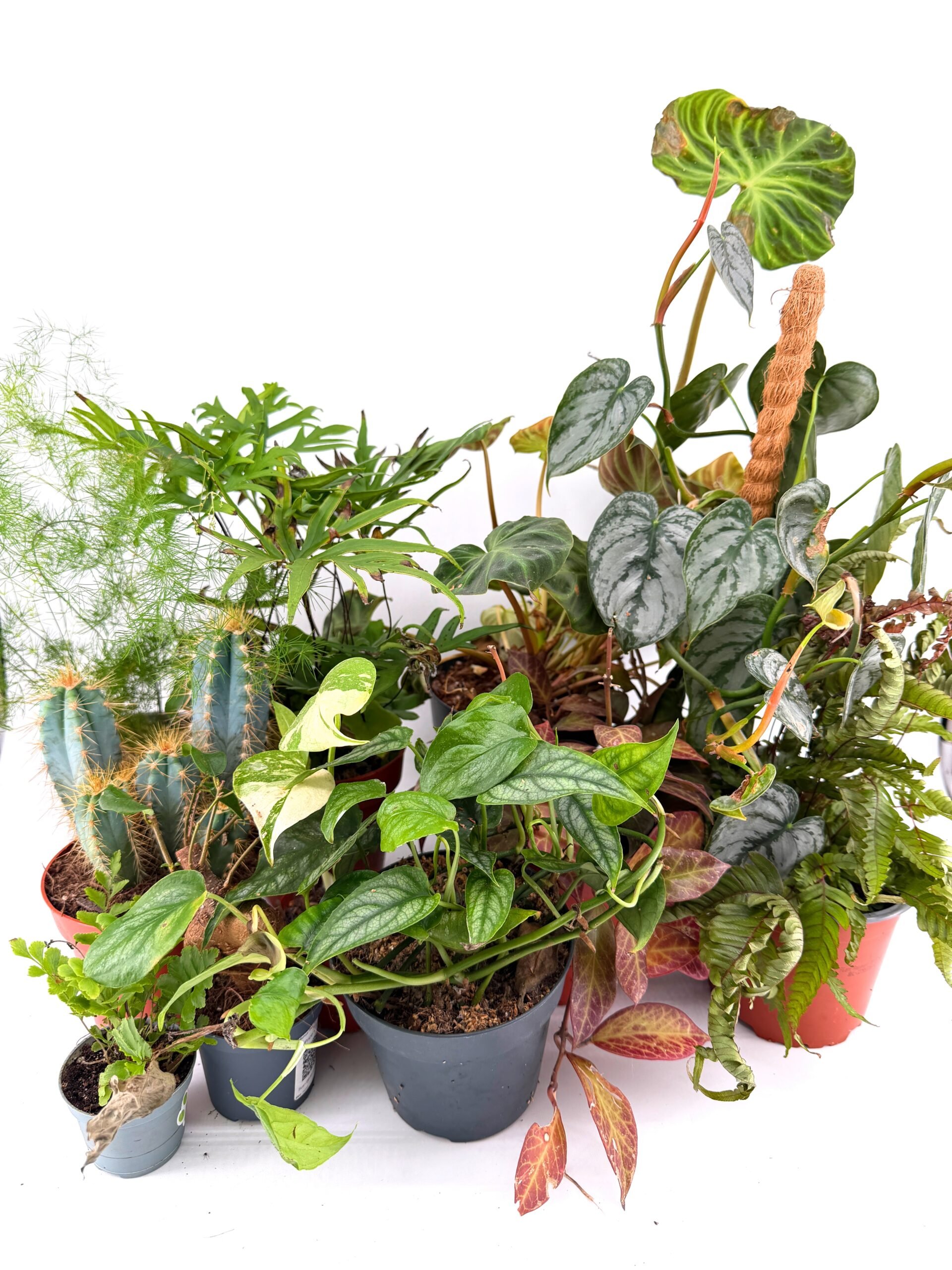 Imperfect and Rescue Plant Surprise Bags - Great Value