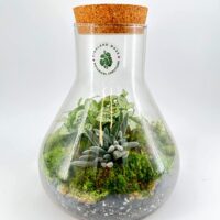 Lab Flask Peperomia and Fittonia Terrarium - Bioactive and Fully Assembled