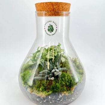 Lab Flask Peperomia and Fittonia Terrarium - Bioactive and Fully Assembled
