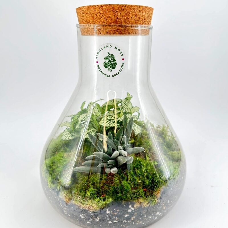 Lab Flask Terrarium Starter Kit DIY Peperomia Fittonia Lab Flask Peperomia and Fittonia Terrarium - Bioactive and Fully Assembled