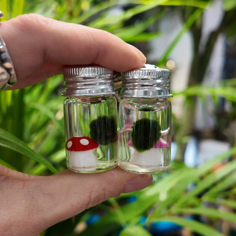 Mini Marimo Moss Keyring with a Wee Decoration Two Mini Marimo Moss keyrings with red and pink mushroom decorations displayed together.