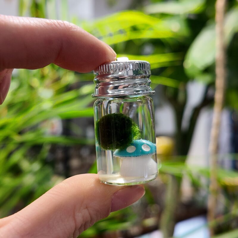 Mini Marimo Moss Keyring with a Wee Decoration Mini Marimo Moss keyring in a tiny bottle with a blue mushroom decoration held between fingers.