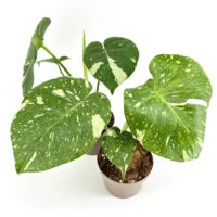 Monstera Thai Constellation