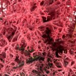 Preserved Reindeer Moss BURGUNDY BULK