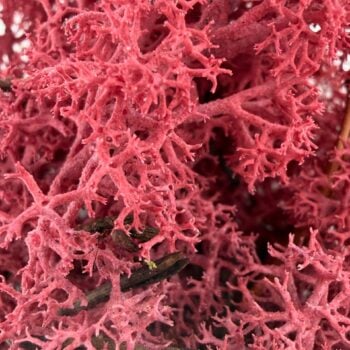 Preserved Reindeer Moss BURGUNDY BULK