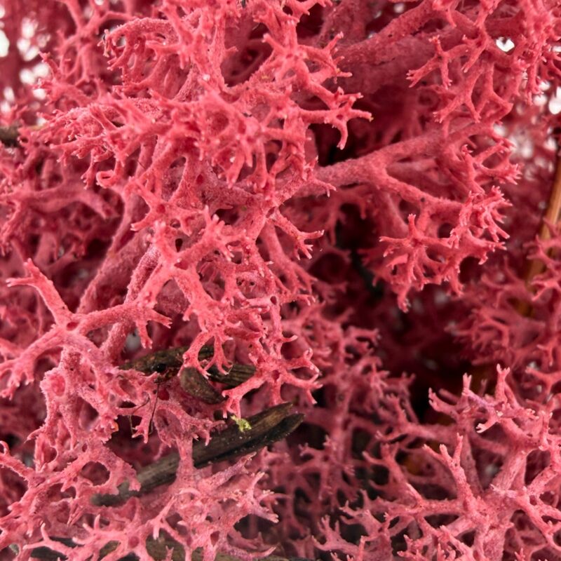 Preserved Reindeer Moss BURGUNDY BULK