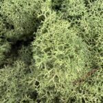 Preserved Reindeer Moss FOREST GREEN BULK
