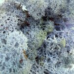 Preserved Reindeer Moss LAVENDER BULK