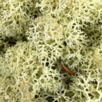 Preserved Reindeer Moss OLD GREEN BULK