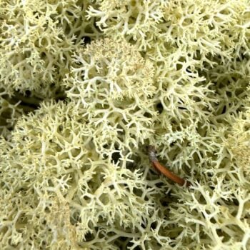 Preserved Reindeer Moss OLD GREEN BULK