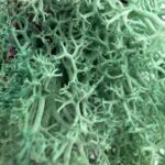 Preserved Reindeer Moss PACIFIC GREEN