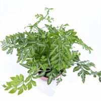 Pteris Ensiformis Evergemiensis Fern