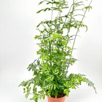 Pteris Ensiformis Evergemiensis Fern