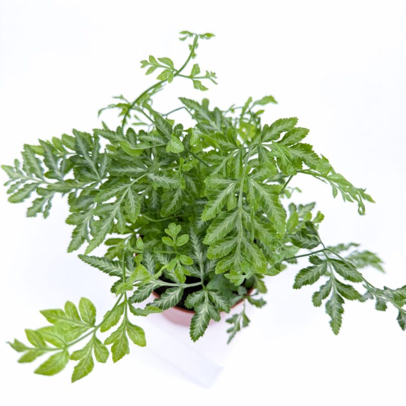 Pteris Ensiformis Evergemiensis Fern Pteris Ensiformis Evergemiensis Fern