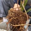REPOTTING SERVICE (FOO POS)