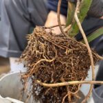 REPOTTING SERVICE (FOO POS)
