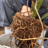 REPOTTING SERVICE (FOO POS)