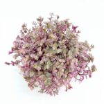 Tradescantia Callisia Repens Pink Lady Creeping Inchplant