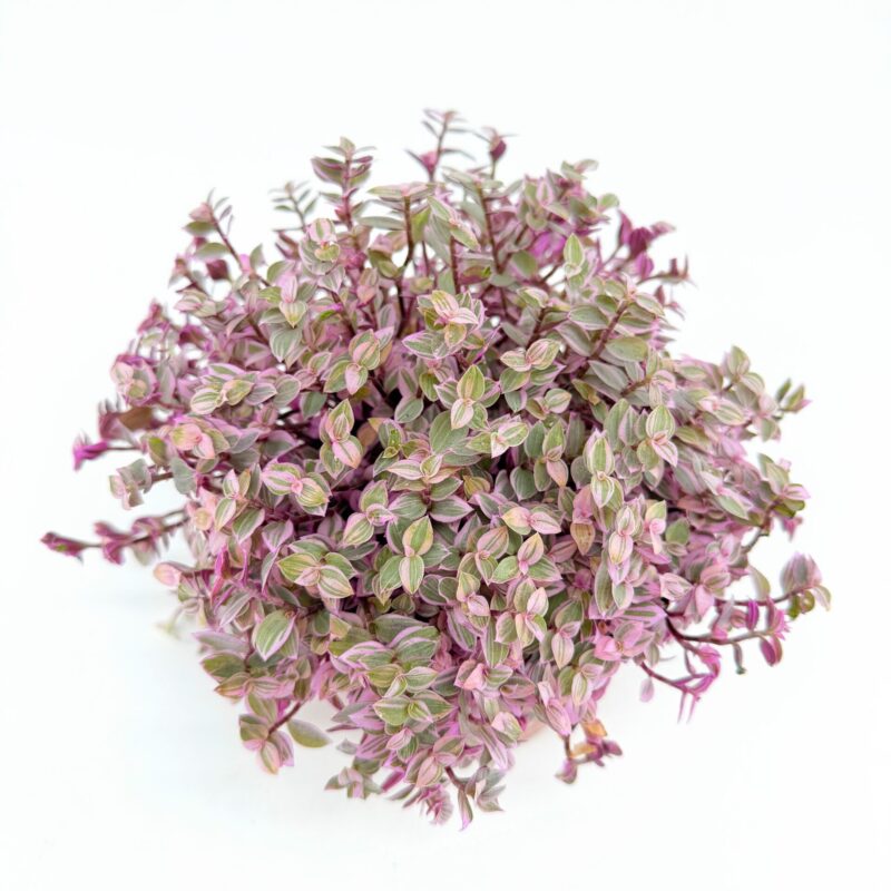 Tradescantia Callisia Repens Pink Lady Creeping Inchplant Tradescantia Callisia Repens Pink Lady terrarium friendly plant with delicate trailing stems and variegated pink and green leaves.