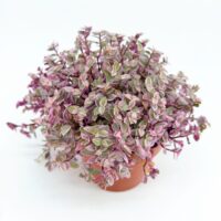 Close up of Tradescantia Callisia Repens Pink Lady showing its compact creeping growth and soft pastel pink foliage.